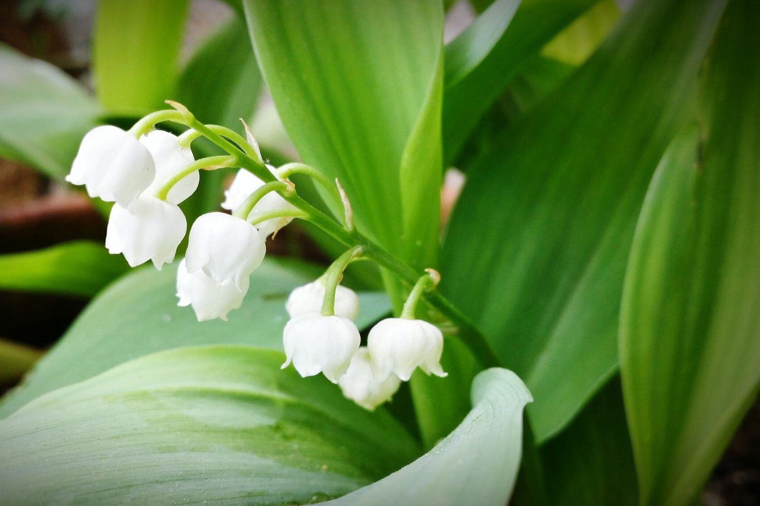 Maiglöckchen Blumen