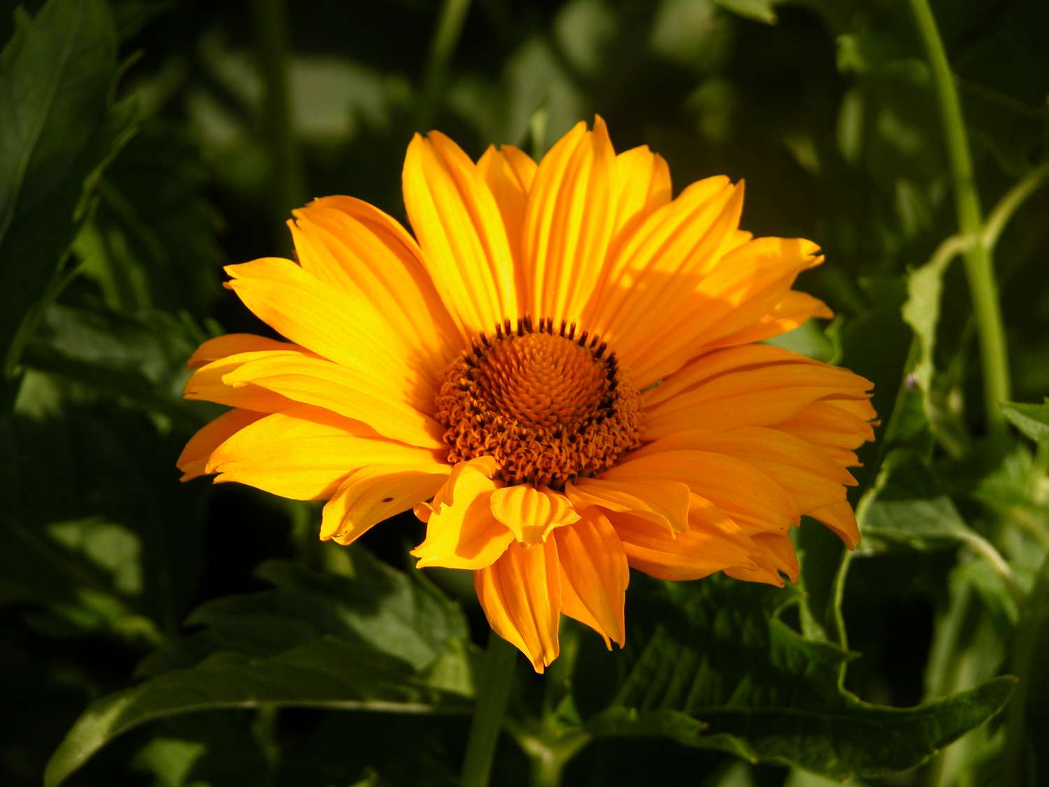 Heliopsis helianthoides (falso girassol)