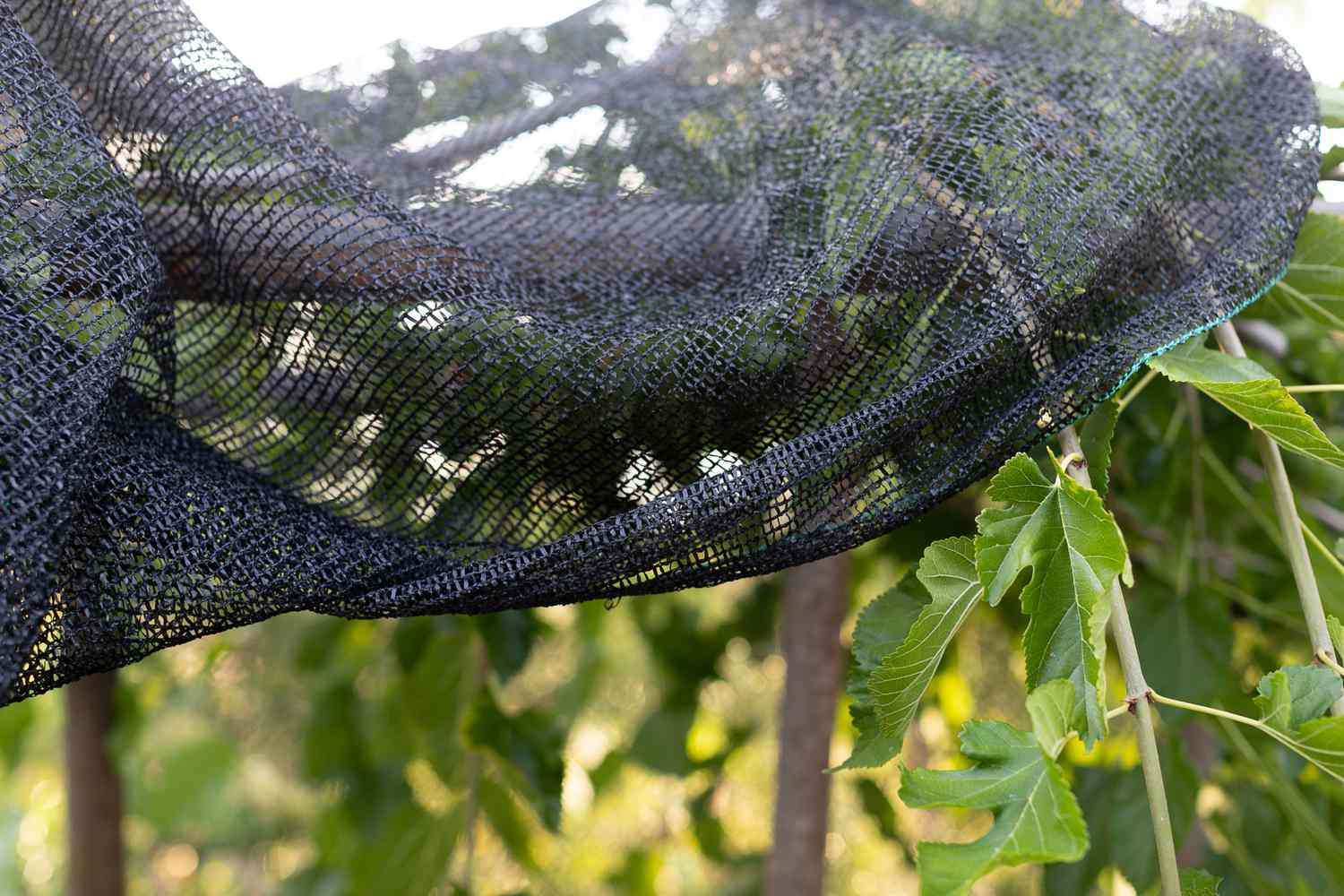 Netz, das die Pflanzen bedeckt, um zu verhindern, dass Vögel Beeren fressen