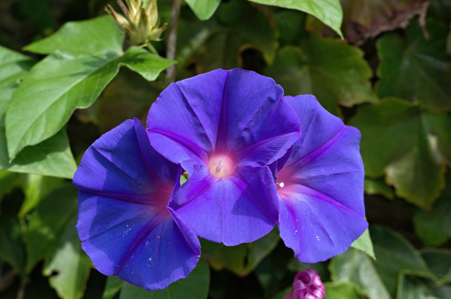 Blaue Morgenröte/Morning Glory (Ipomoea acuminata, Ipomoea indica)