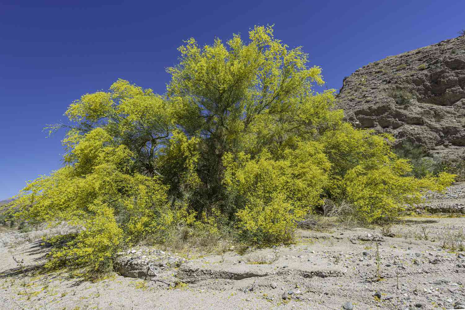 Blauer Palo Verde (Parkinsonia florida) wächst in einer Wüstenlandschaft