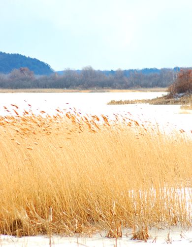 Foto von Schilfrohr im Winterteich.