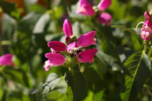 Chelone Schildkrötenkopf Blume