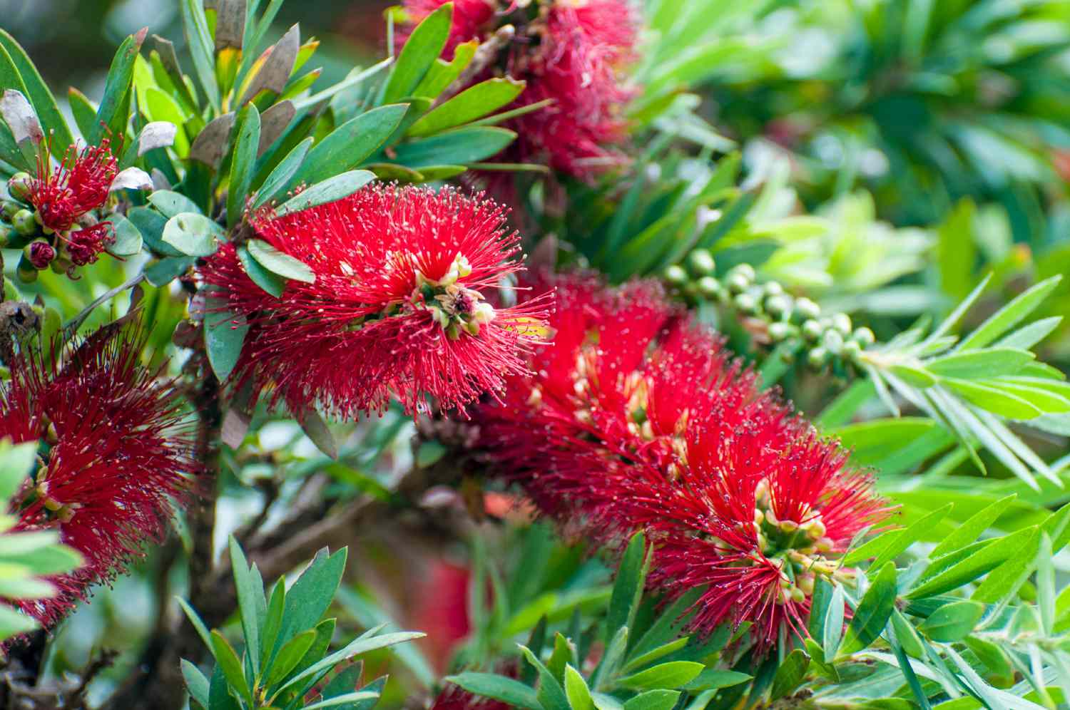 bottlebrush.jpg