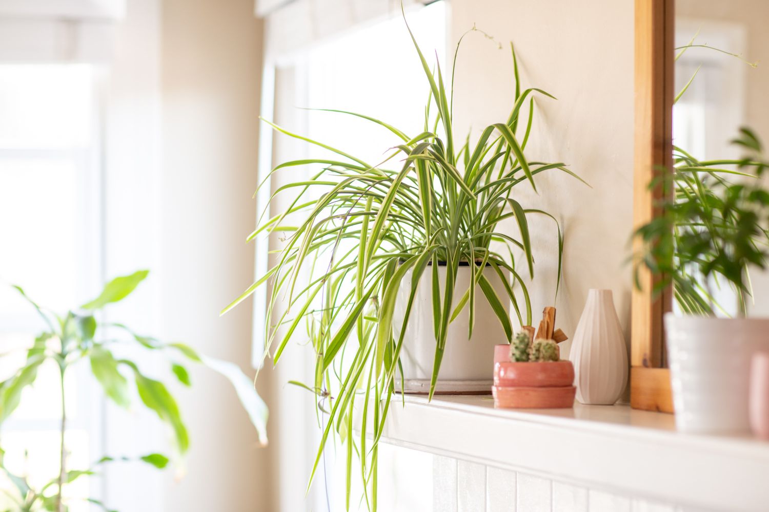 spider plant on a mantel