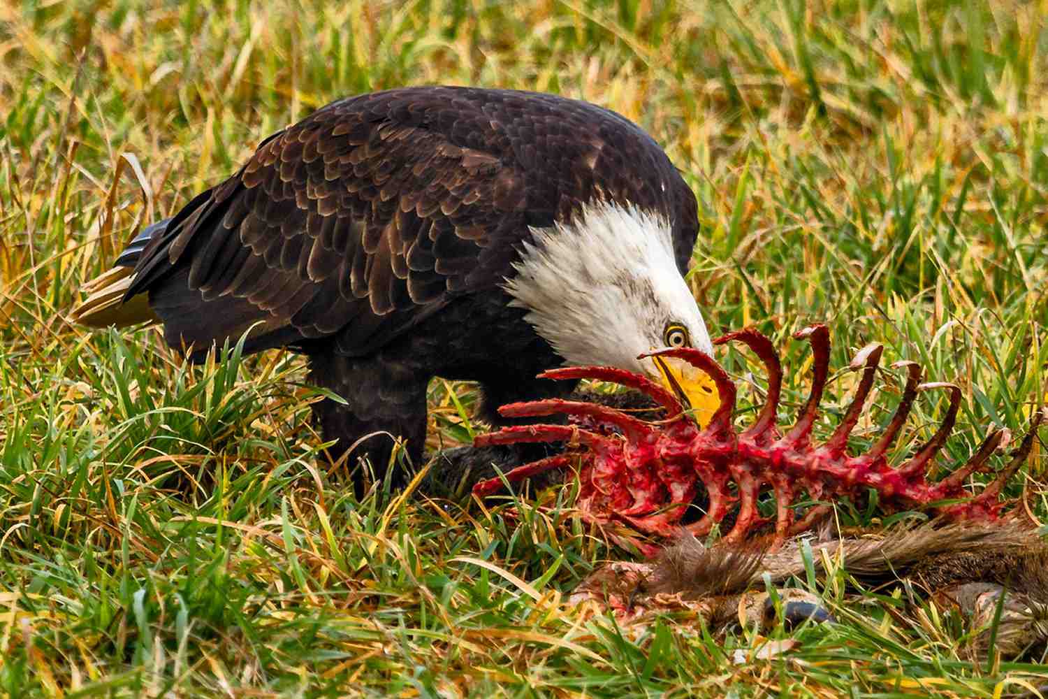 Weißkopfseeadler frisst Aas