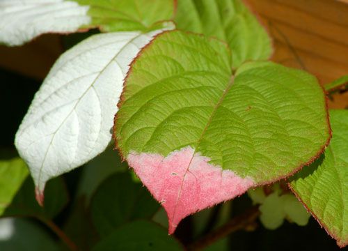 Las hojas de las vides de kiwi son tricolores con verde, blanco y rosa.