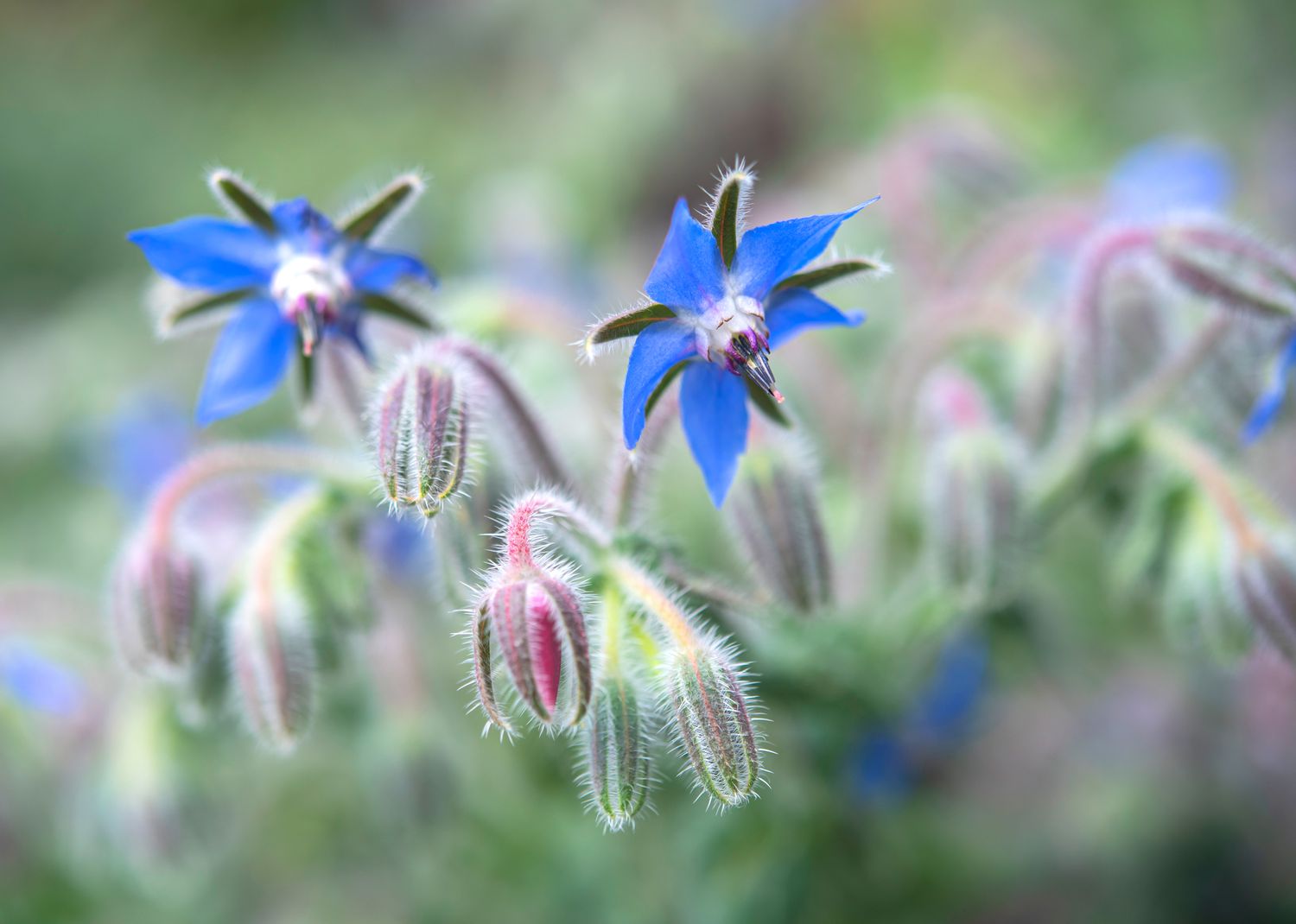 Plante de bourrache avec fleurs et bourgeons bleus