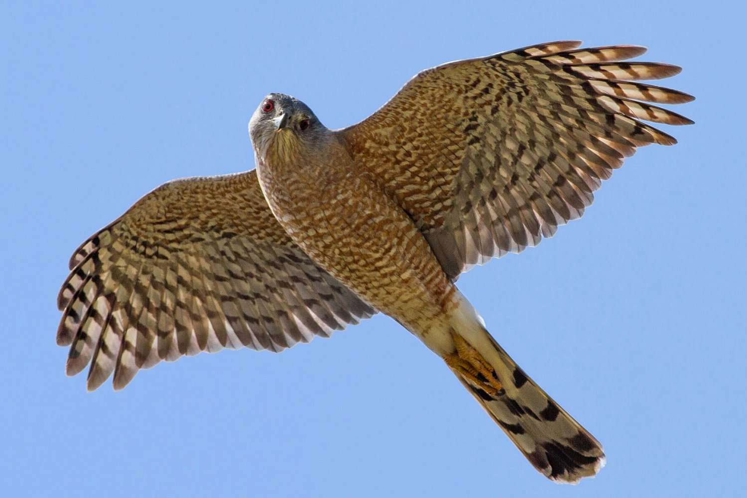 Cooper's Hawk im Flug