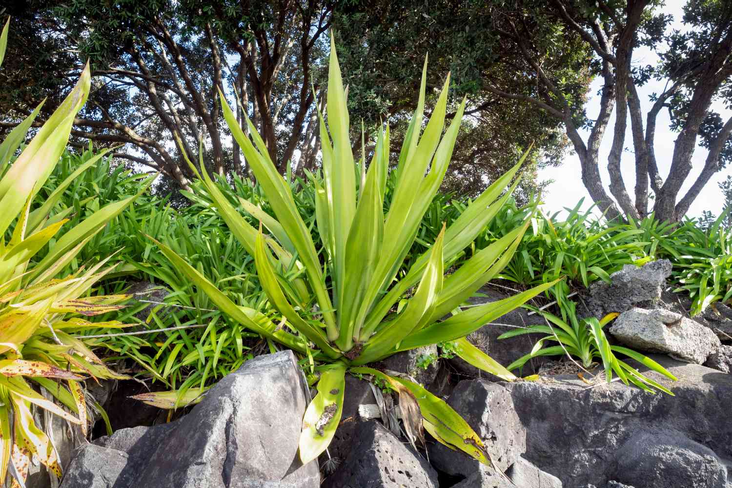 Mauritius hemp plant with long bright green sword-like leaves on large rocks