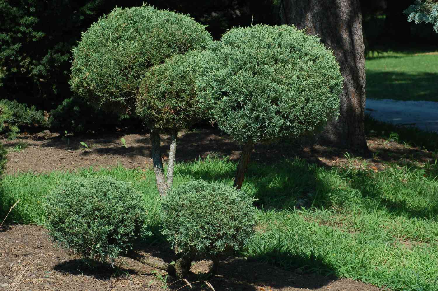 Blue Pfitzer juniper shrub sheared into pom-poms.