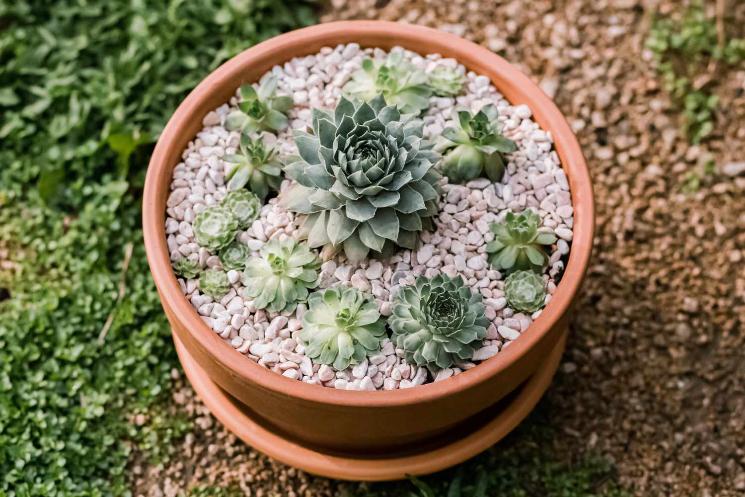 hens and chicks succulents growing in a container