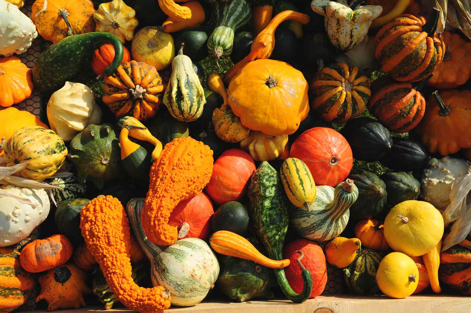 Ornamental gourds piled on each other in sunlight