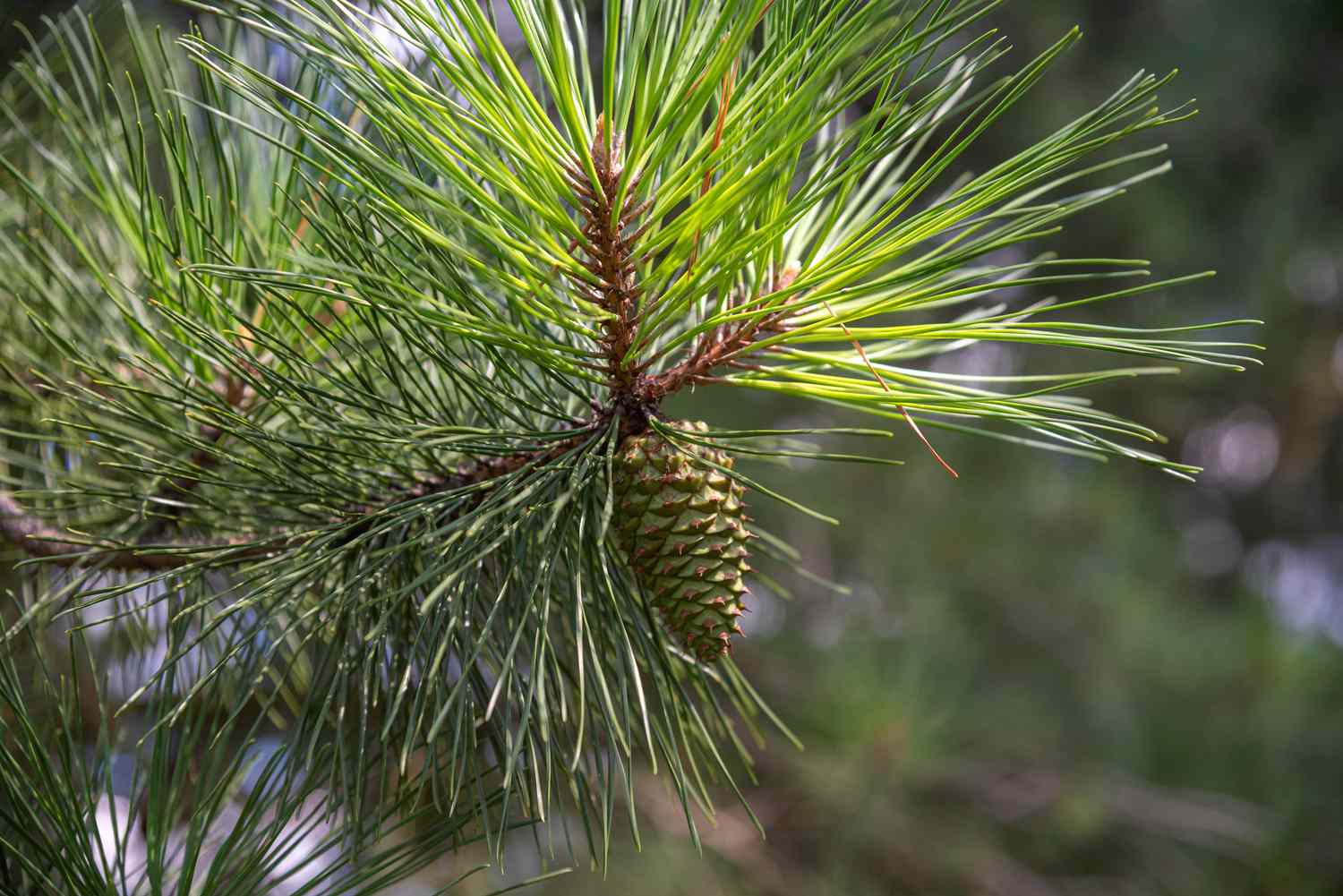 Ponderosa-Kiefernzweig mit langen dünnen Nadeln und grünem Tannenzapfen