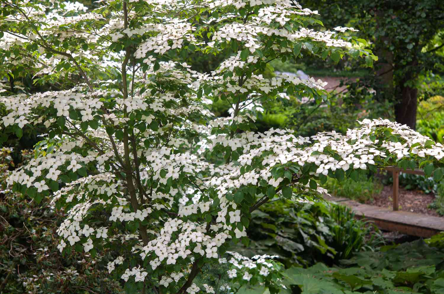 Kousa eurostar Hartriegelbaum mit dünnem Stamm und weißen Blüten am Holzweg