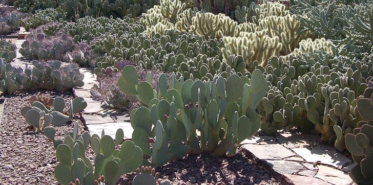 Platten- und Kieswege mit bunten Kaktuspflanzen