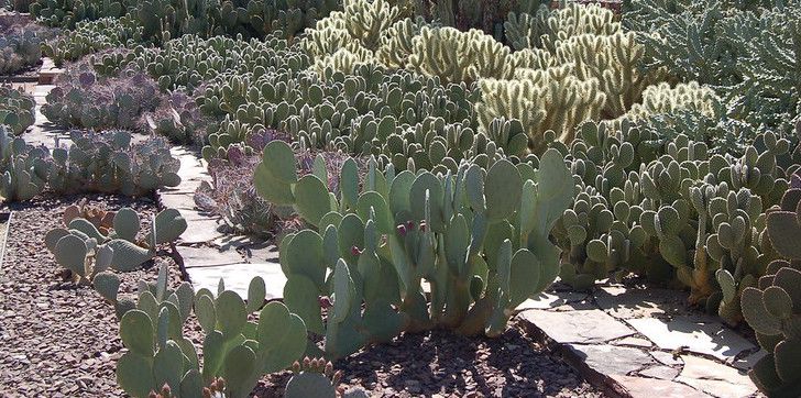 flagstone and gravel paths with colorful cactus plants