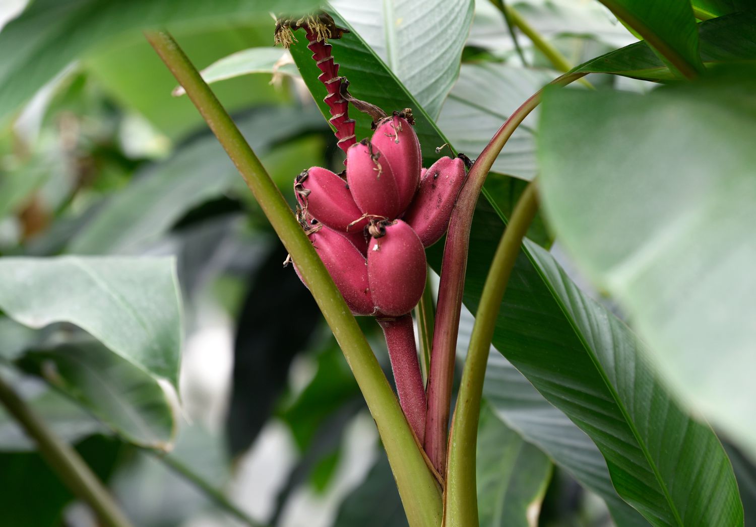 Samtbananenbaum mit kleinen rosafarbenen und pelzigen runden Bananen, die zwischen dicken Stämmen wachsen