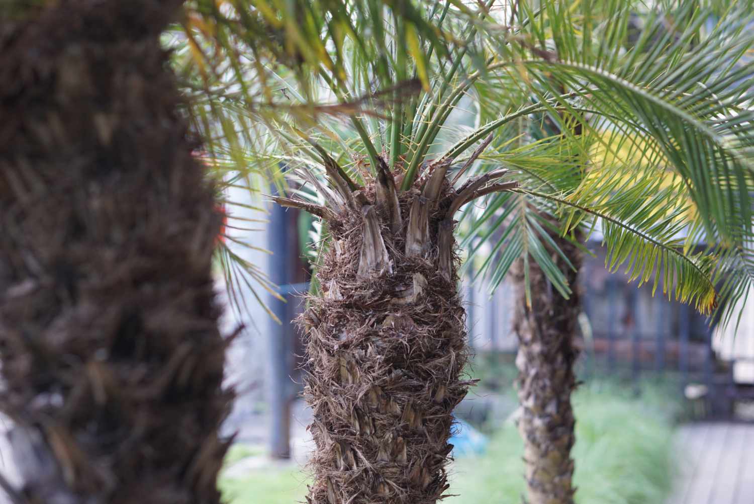 Robellini-Palme mit stacheligem Stamm und von oben wachsenden Wedeln