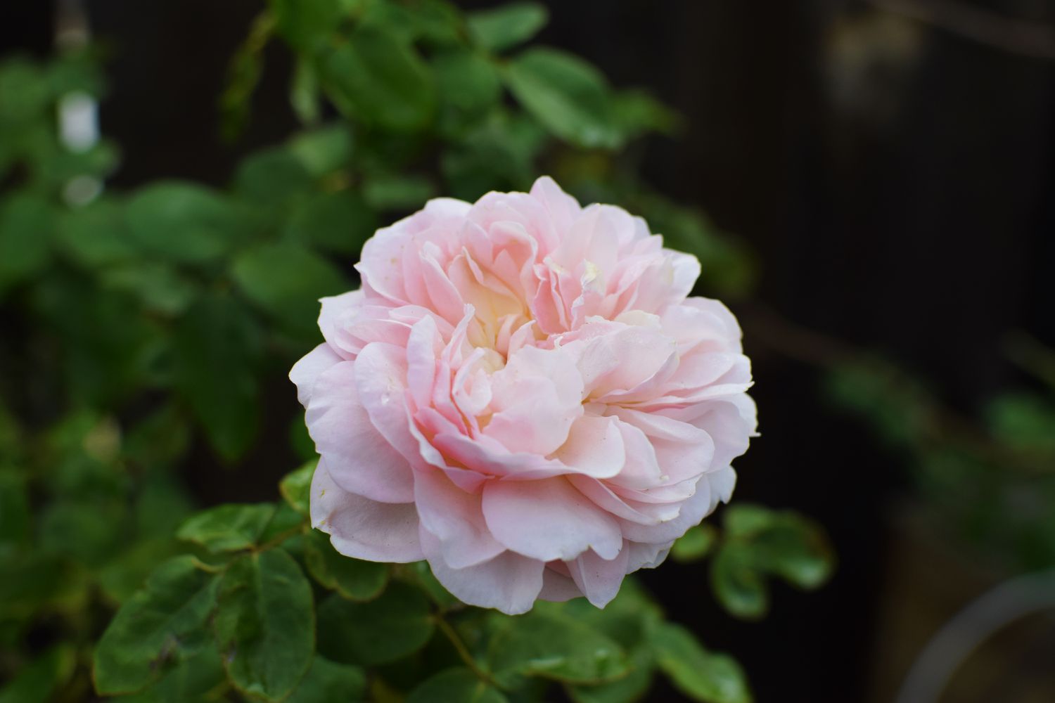 Rosenstrauch mit rosa Rose