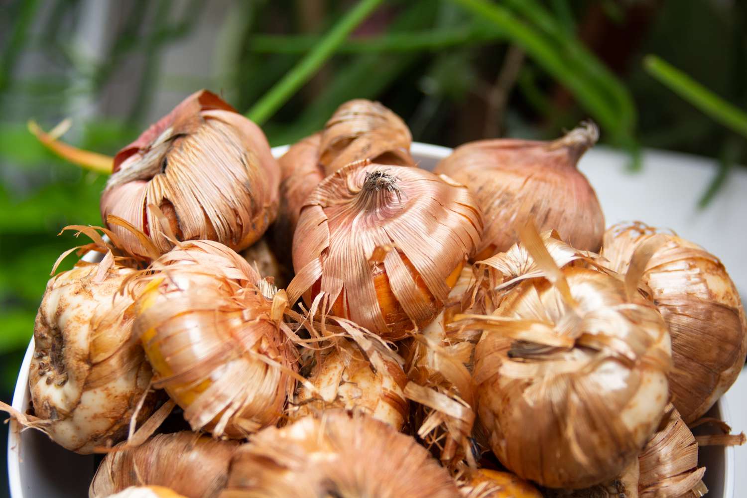 Gladiolus plant bulbs with golden outer layer peeling closeup