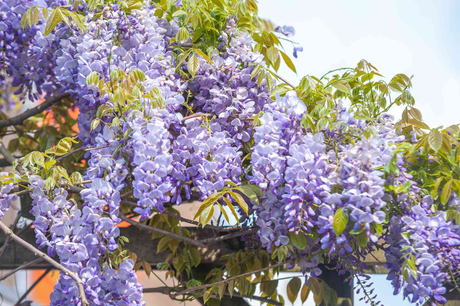 Chinesische Glyzinienreben hängen über einer Pergola mit violetten Blüten