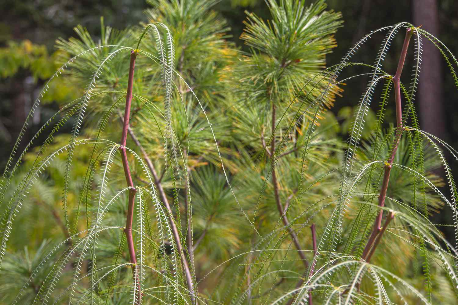 Palo verde Pflanze mit dünnen aufrechten Stämmen und federartigen Blättern