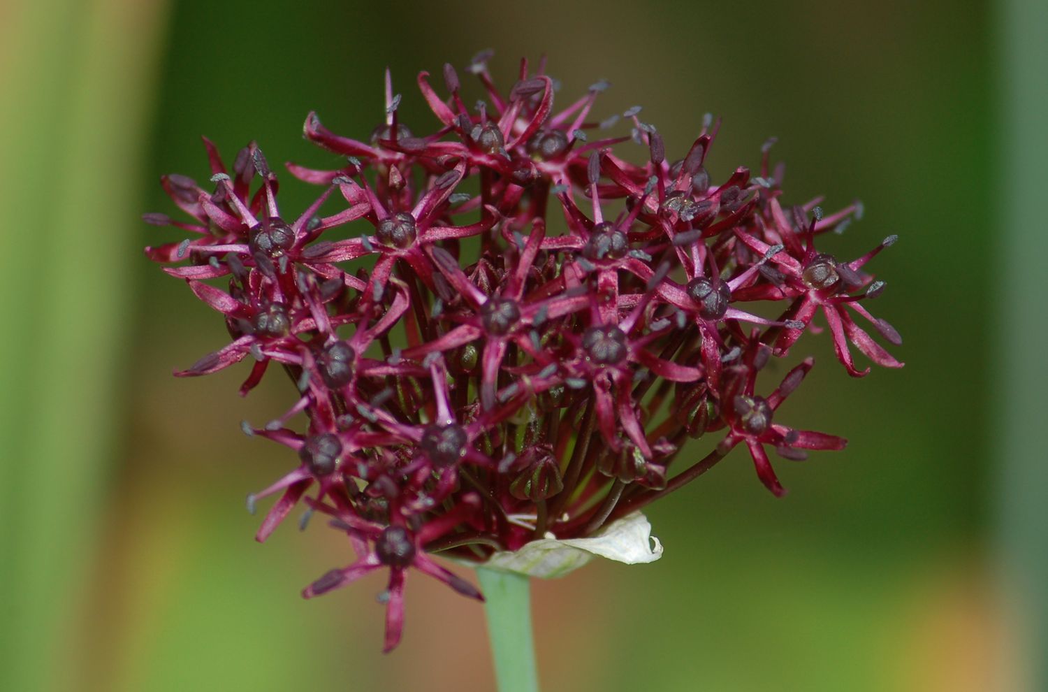 Zierzwiebel mit weinroten Blüten