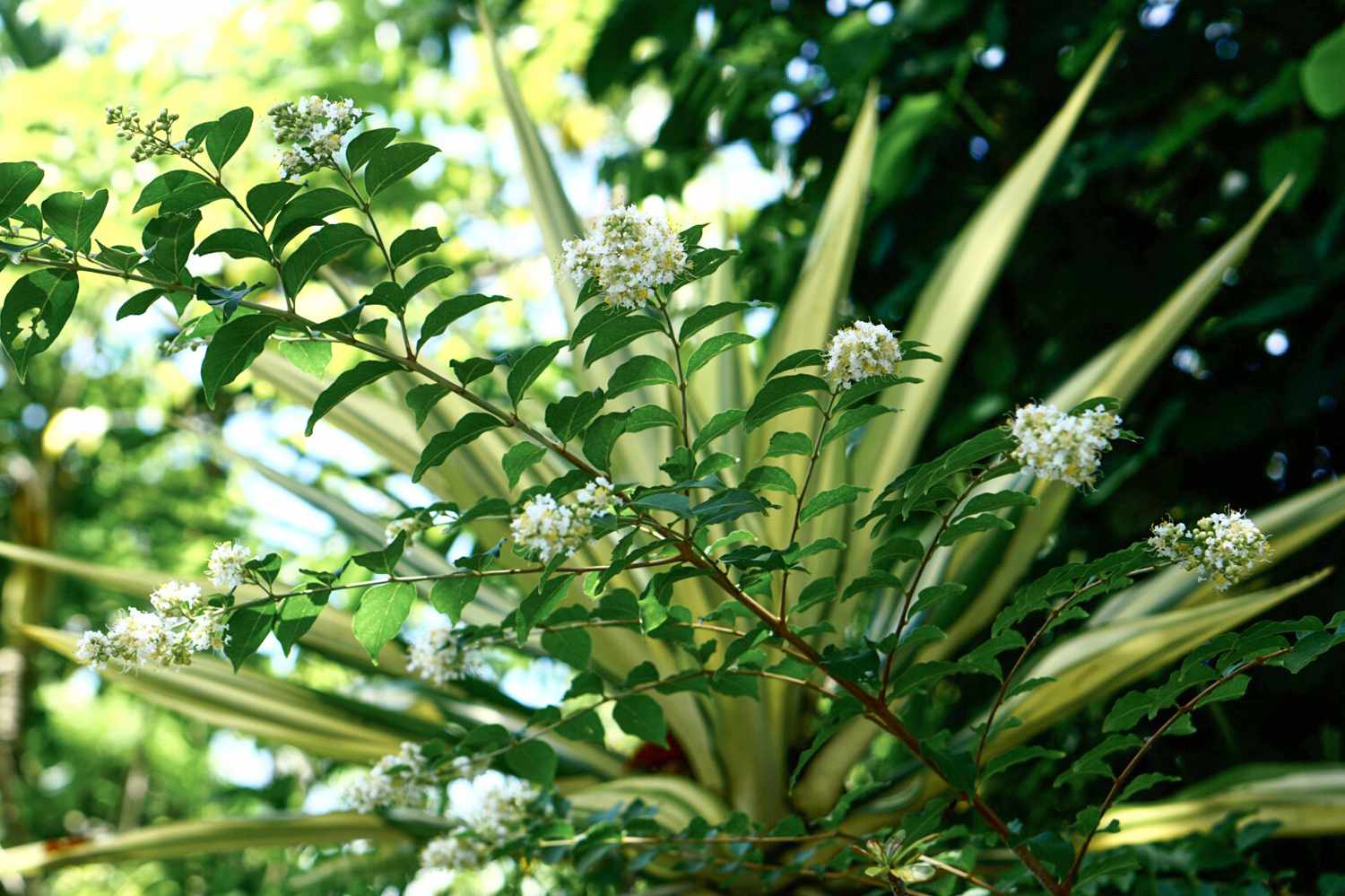 Natchez Kreppmyrtenbaumzweig mit Blättern und weißen Blüten vor grünem Laub