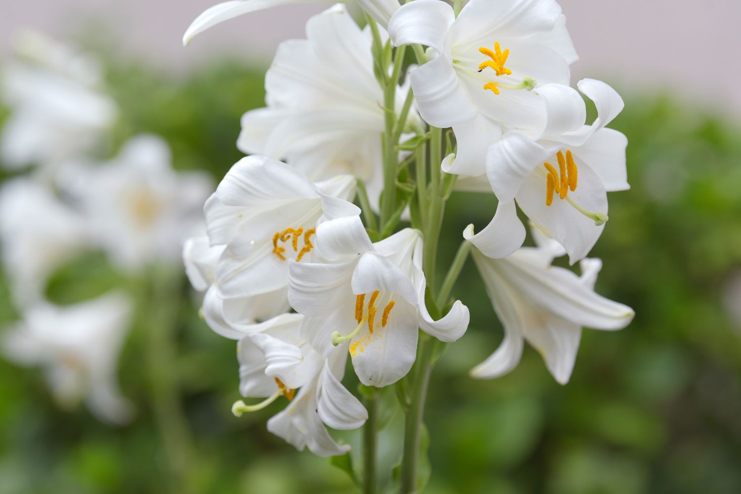 Madonnenlilienpflanze mit weißen trompetenförmigen Blüten mit gelben Pollen in der Mitte auf hohen dünnen Stielen