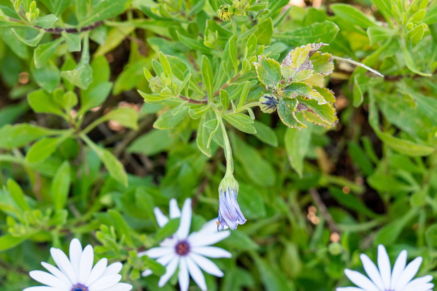 Gartenblumenpflanze mit verwelkten Stängeln und Blütenblättern in der Mitte