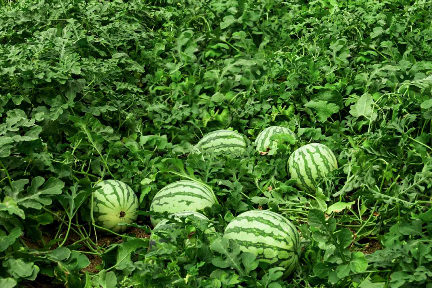 Gelbe Wassermelonen in der Mitte des Weinstocks und Blätter