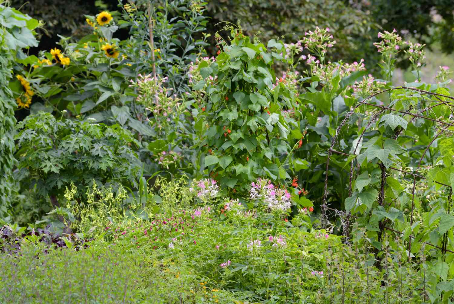 Cleome-Pflanze mit kleinen rosa und weißen Blüten im Vorgarten
