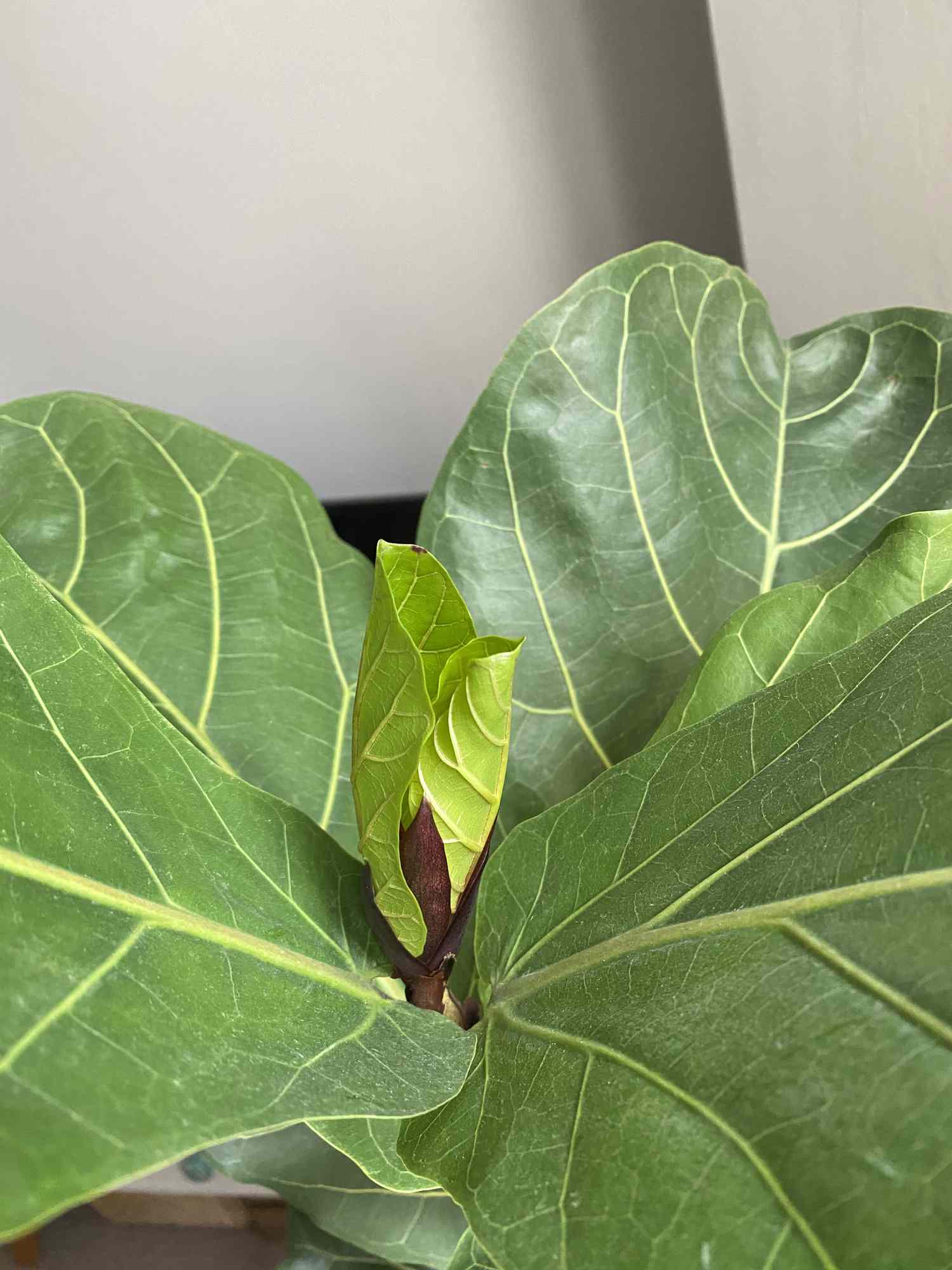 Taylor Fuller's Fiddle Leaf Fig com duas folhas novas