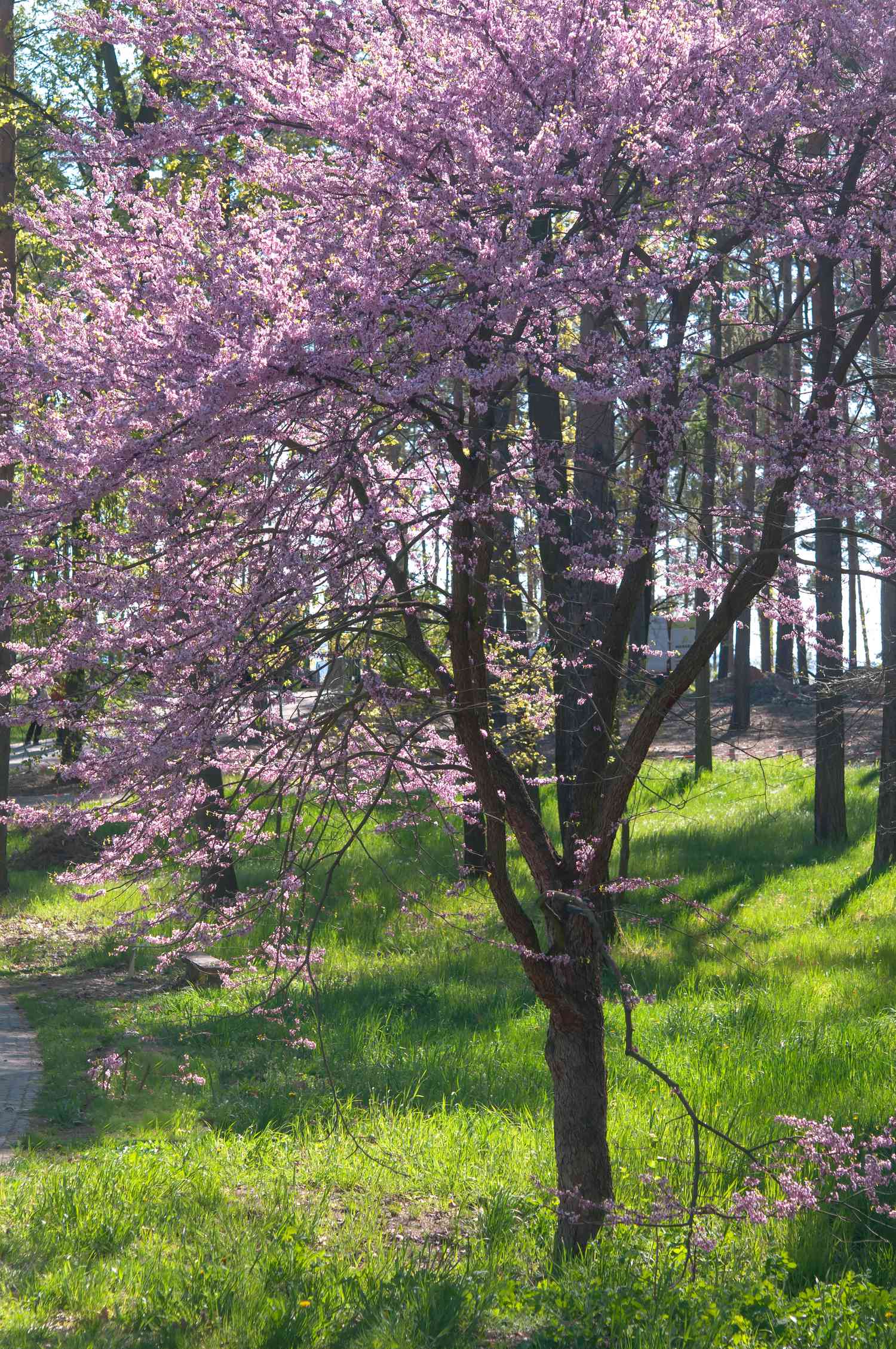 Östlicher Rotbuchenbaum mit rosa Blüten im Sonnenlicht, umgeben von Wald