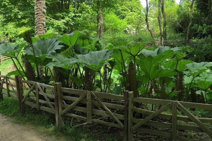 Großblättrige Pflanzen entlang eines Weges mit einem einfachen Holzzaun in einer tropischen Waldlandschaft