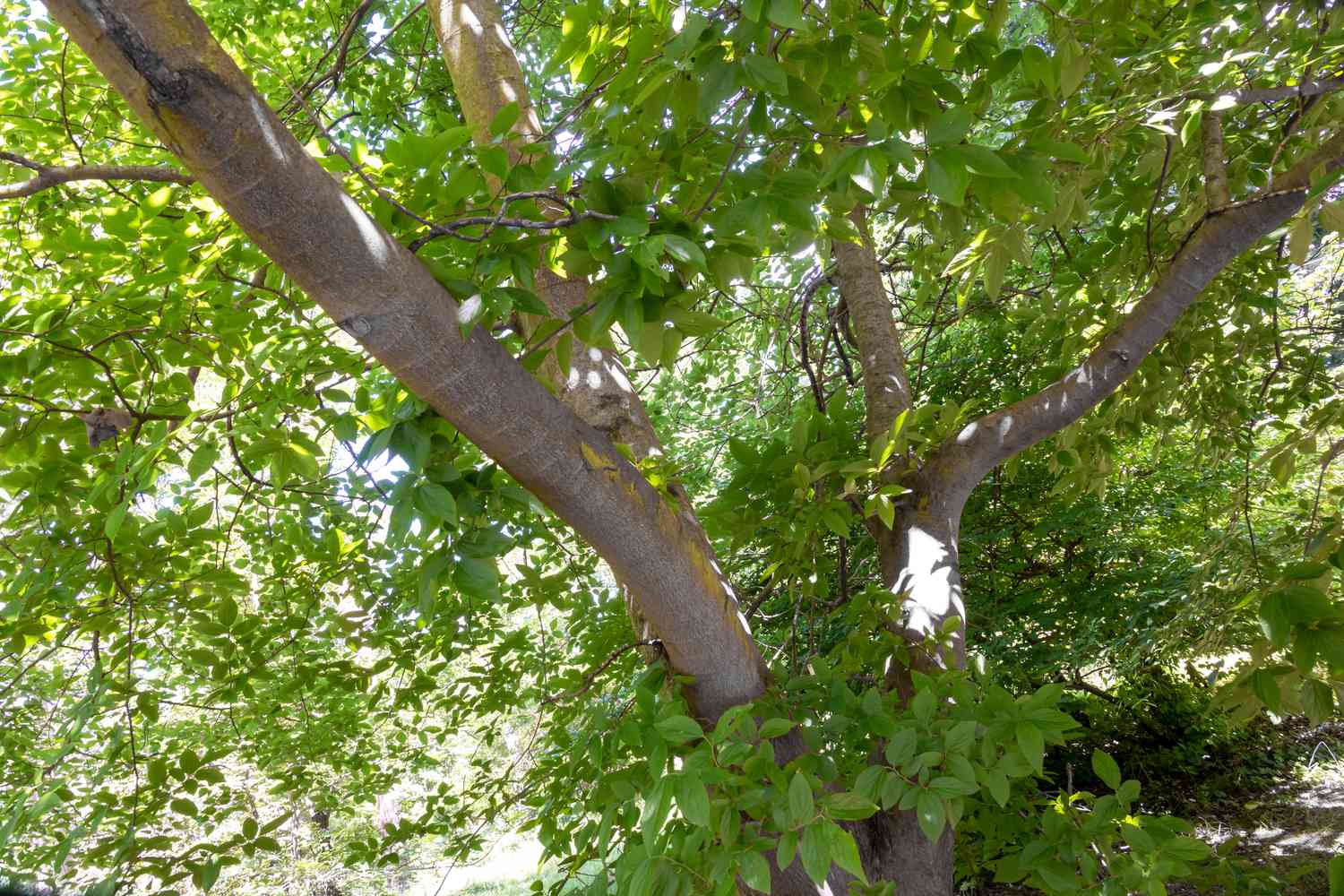 Netleaf hackberry tree with gray furrowed trunks surrounded by leaves