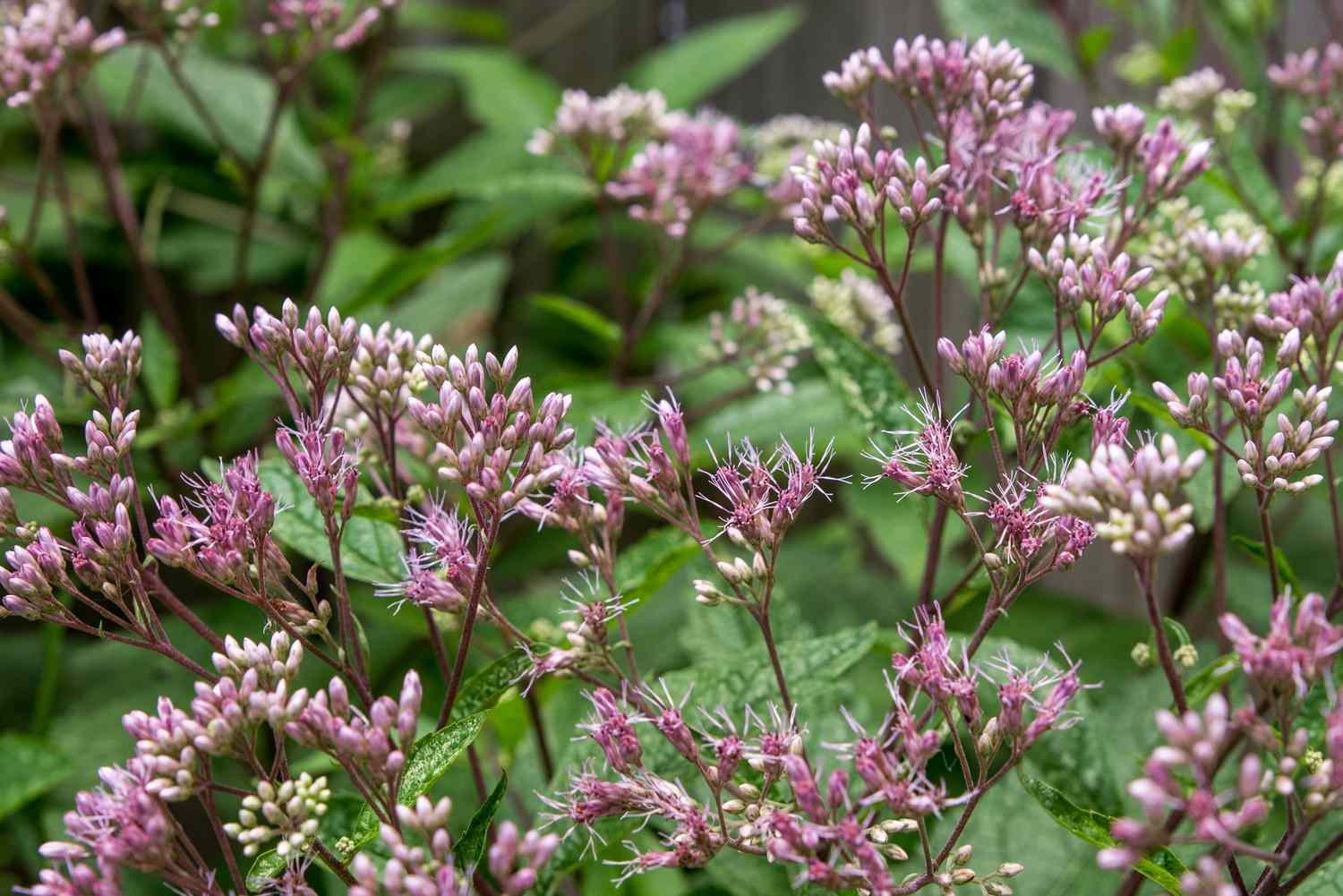 joe pye weed