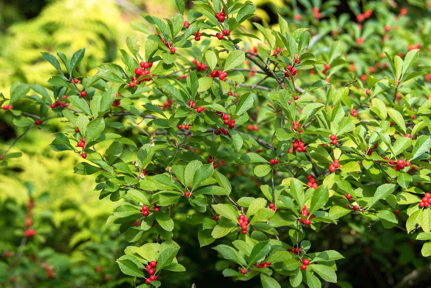 Winterberry Stechpalmenstrauch mit hellgrünen Blättern und leuchtend roten Beeren