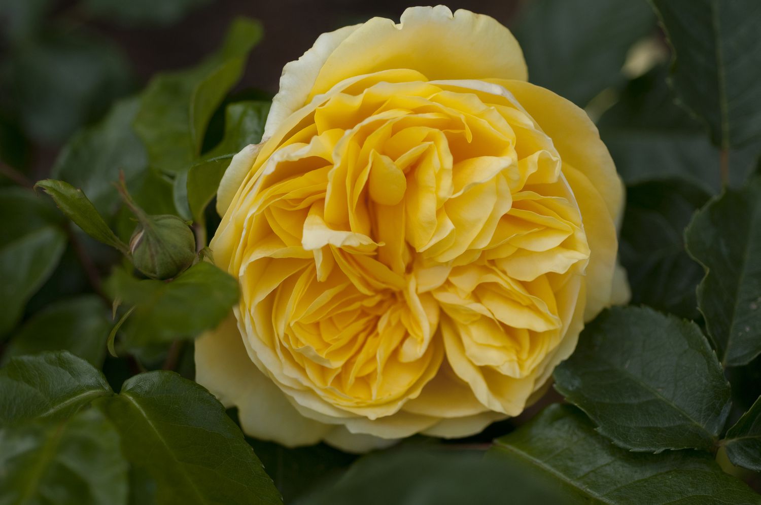 'Happy Child' Englische Rose mit gelben Blütenblättern