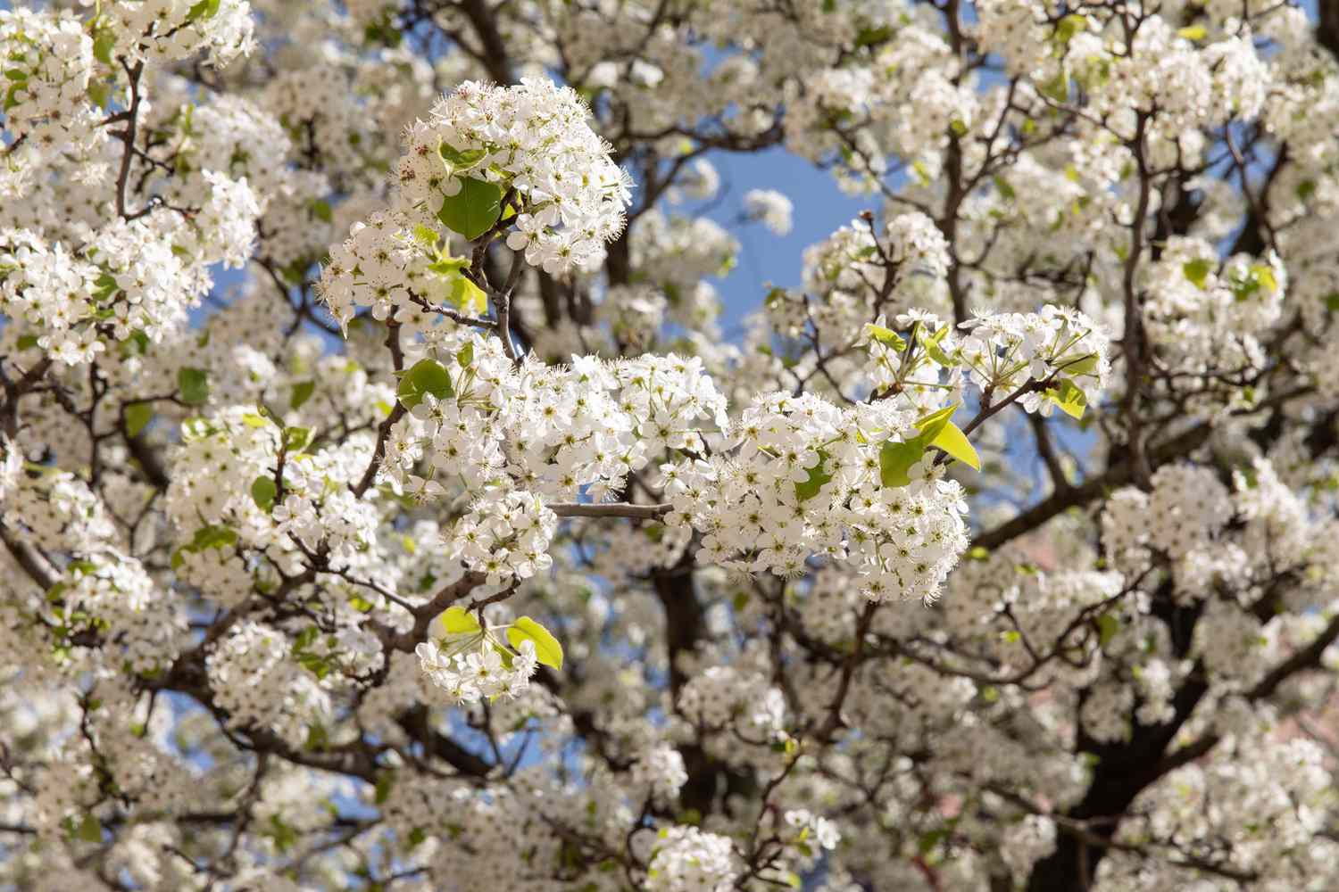 Calley-Birnenbaum mit kleinen weißen Blüten