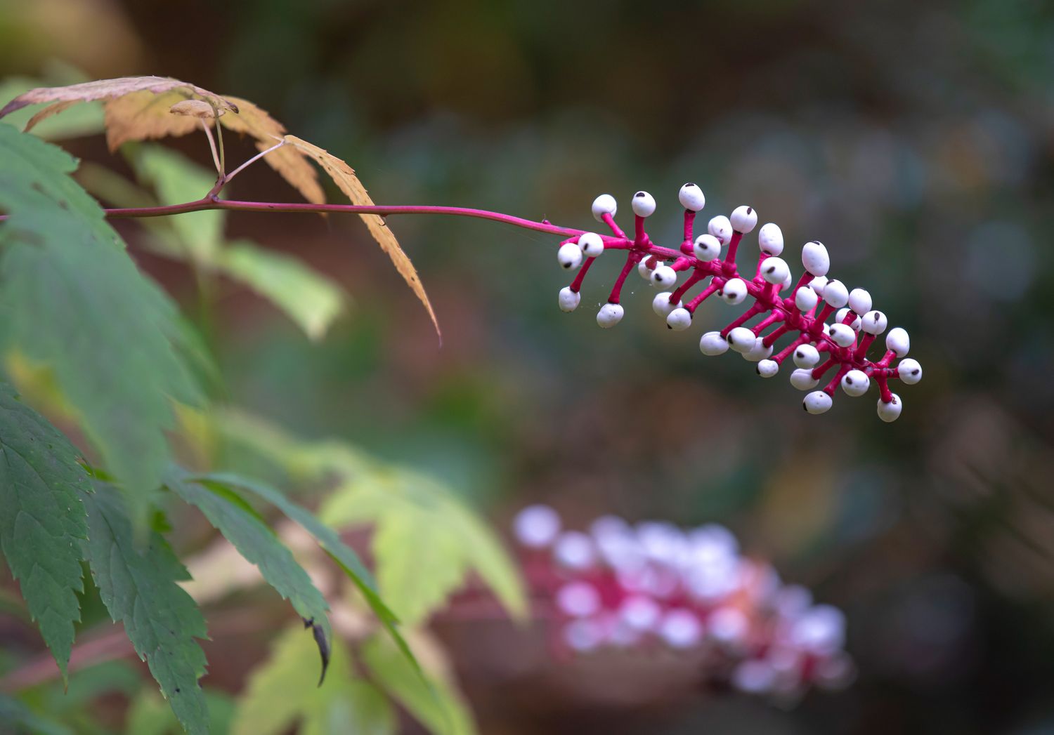 Weiße Baneberry-Pflanze mit rosafarbenem Stiel und kleinen weißen Beeren