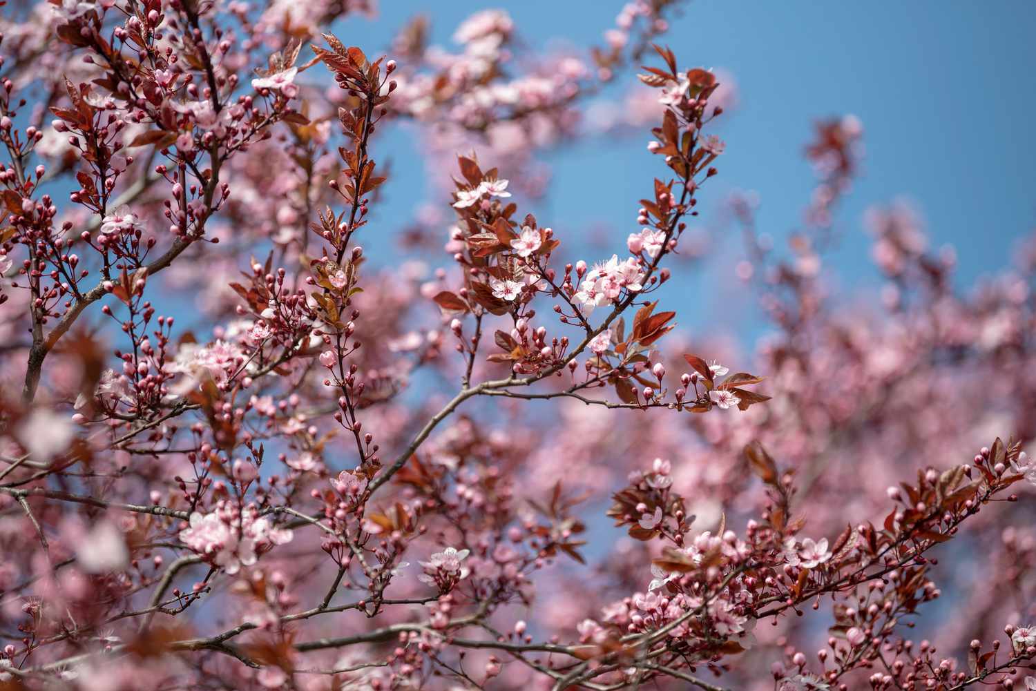 Lila belaubte Sandkirschbaumzweige mit kleinen rosa Blüten
