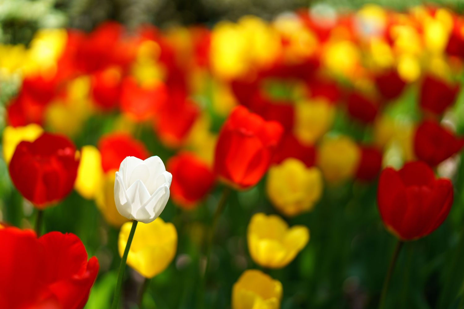 Tulipanes rojos y amarillos, con uno blanco mezclado para dar efecto.