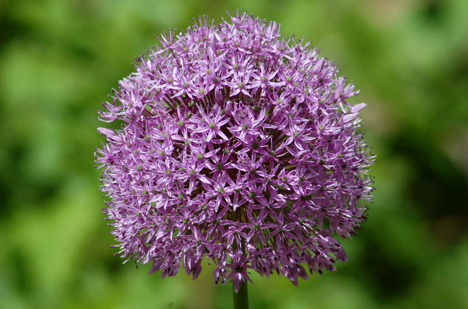 'Globemaster' Allium mit lila Blüten