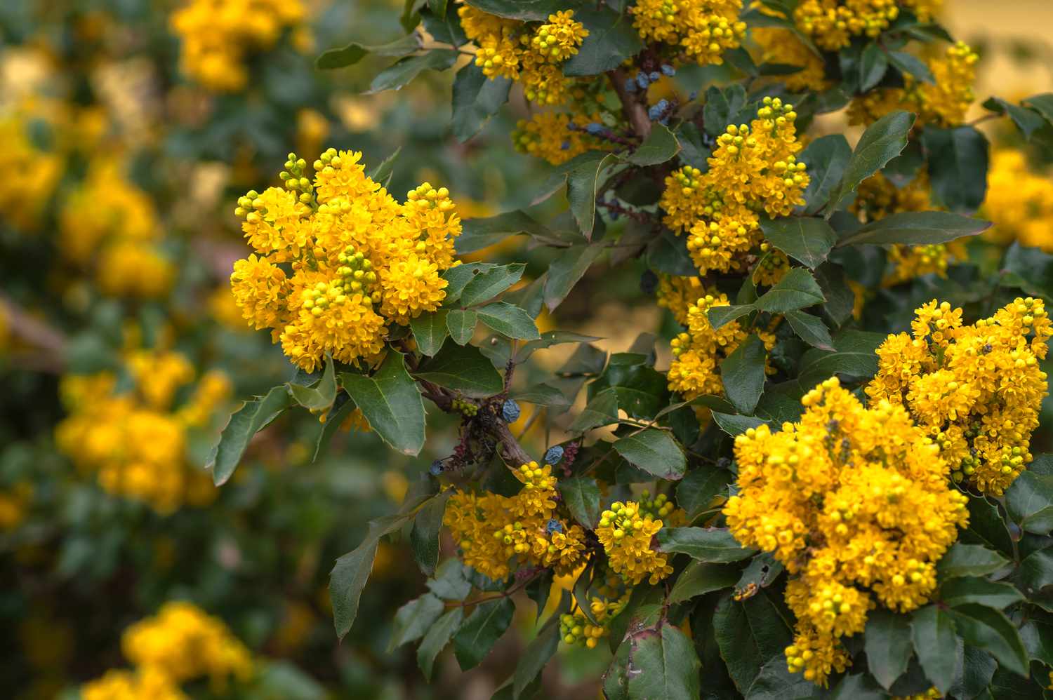 Arbusto de uva de Oregón con flores y capullos amarillos