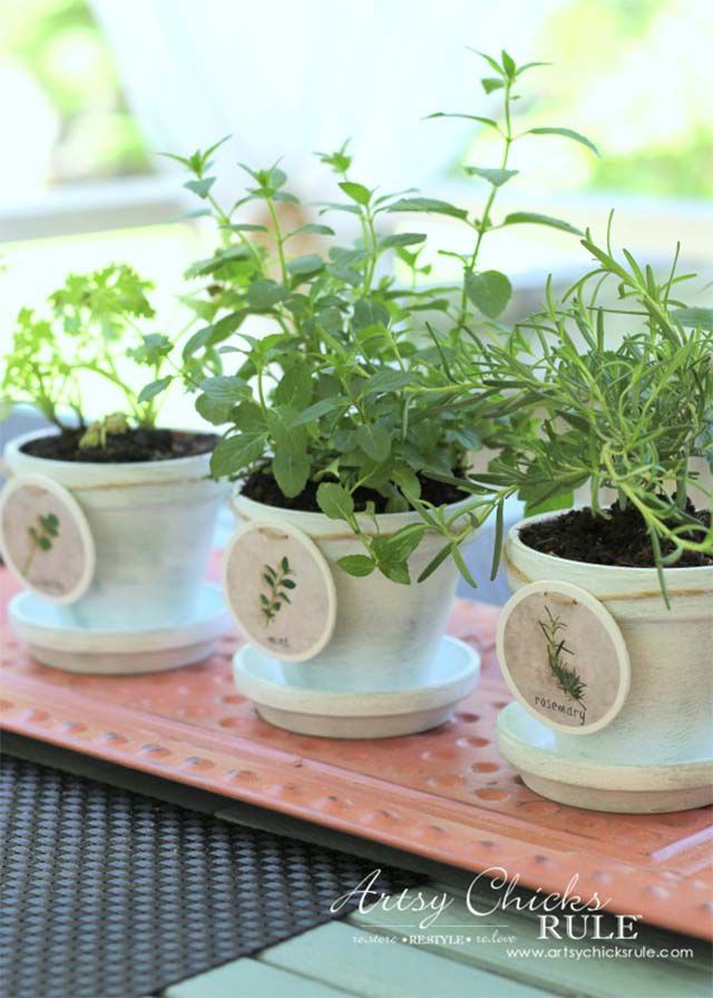 Three white clay pots with herbs