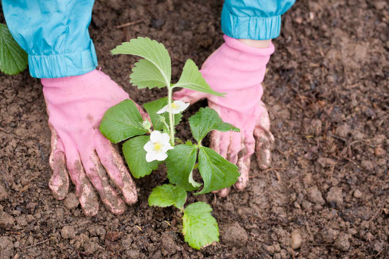 Gärtnerin mit rosa Gartenhandschuhen pflanzt blühende Erdbeerpflanzen in die Erde.