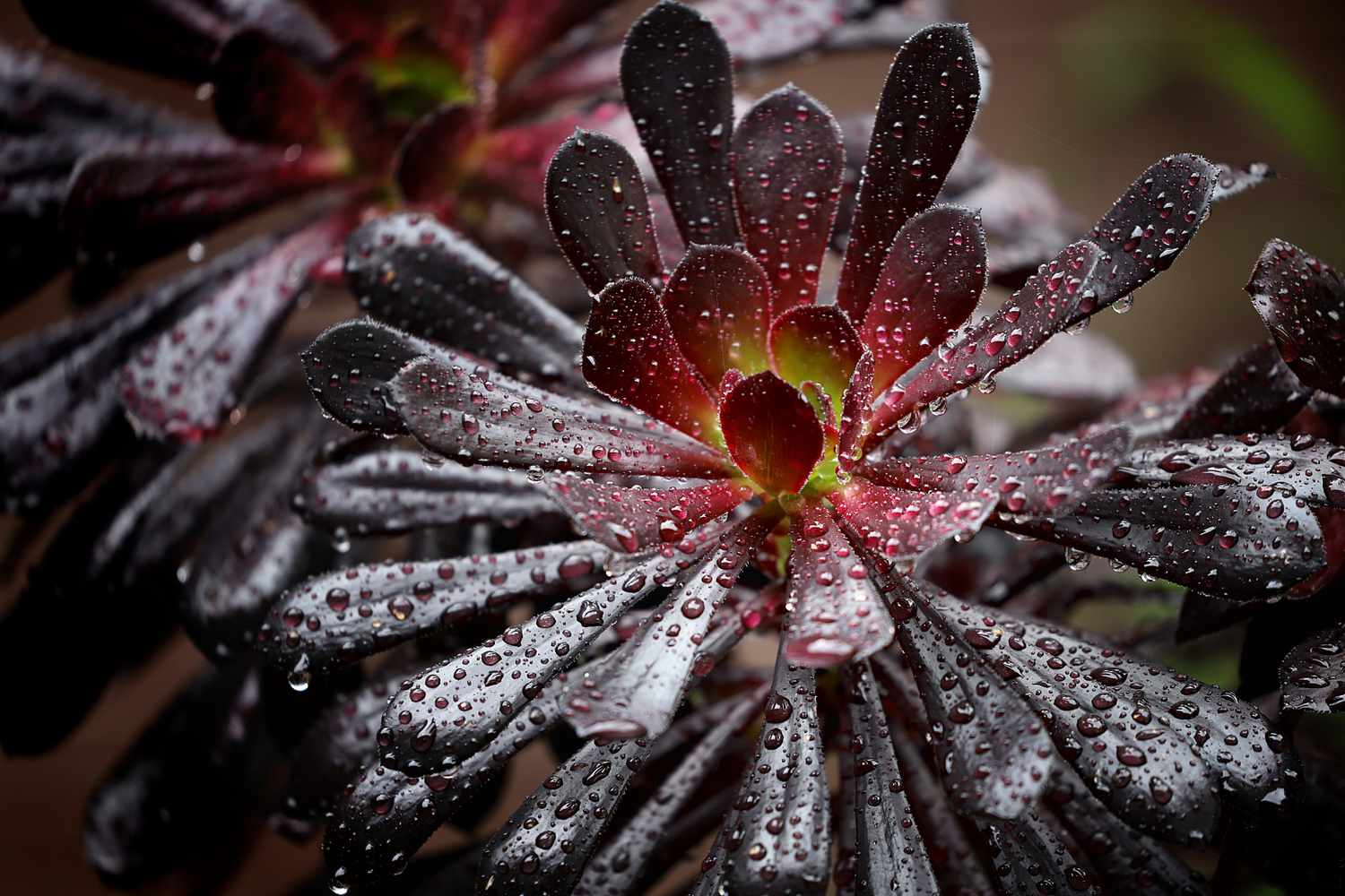 Suculenta Schwarzkopf (também conhecida como Zwartkop; Rosa Negra) (Aeonium arboreum) com gotas de chuva