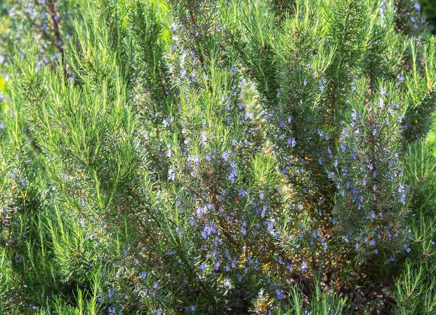 Arbusto de alecrim com pequenas flores roxas nos galhos